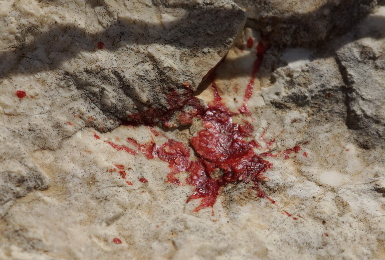 Caccia al Killer