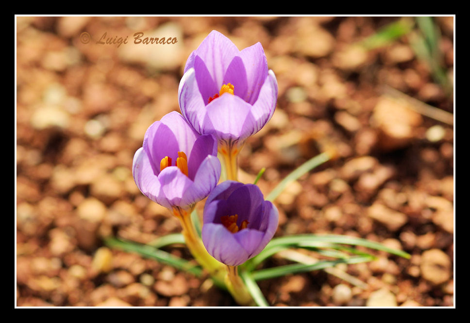 Crocus longiflorus - Zafferano autunnale