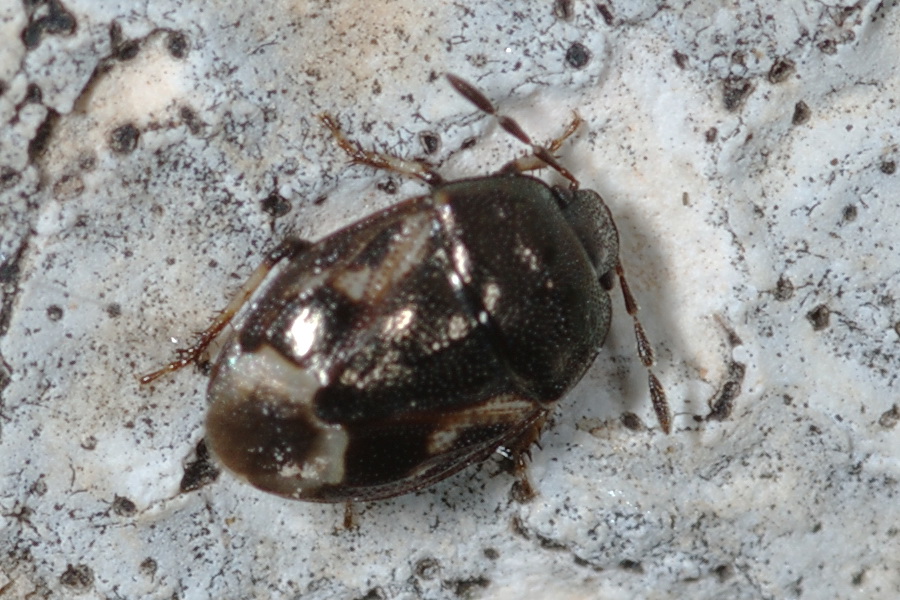 Cydnidae : Crocistethus waltlianus