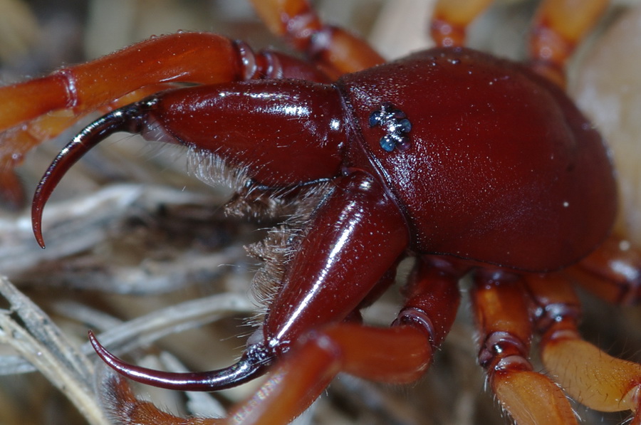 Temibili armi: Dysderidae