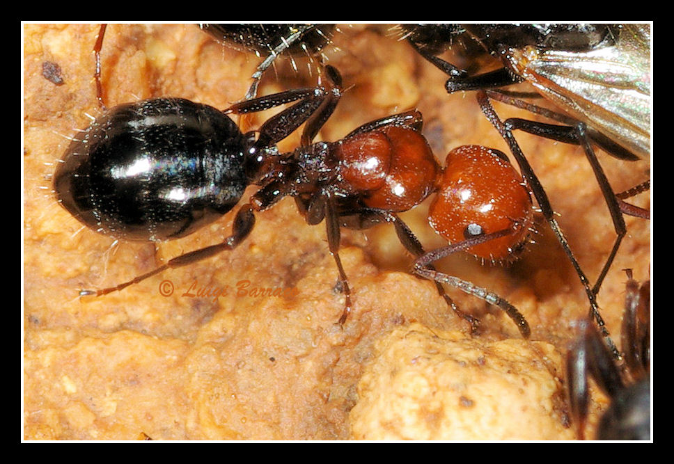 Camponotus sicheli