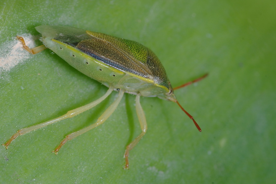 Quiz eterottologico  : Piezodorus lituratus