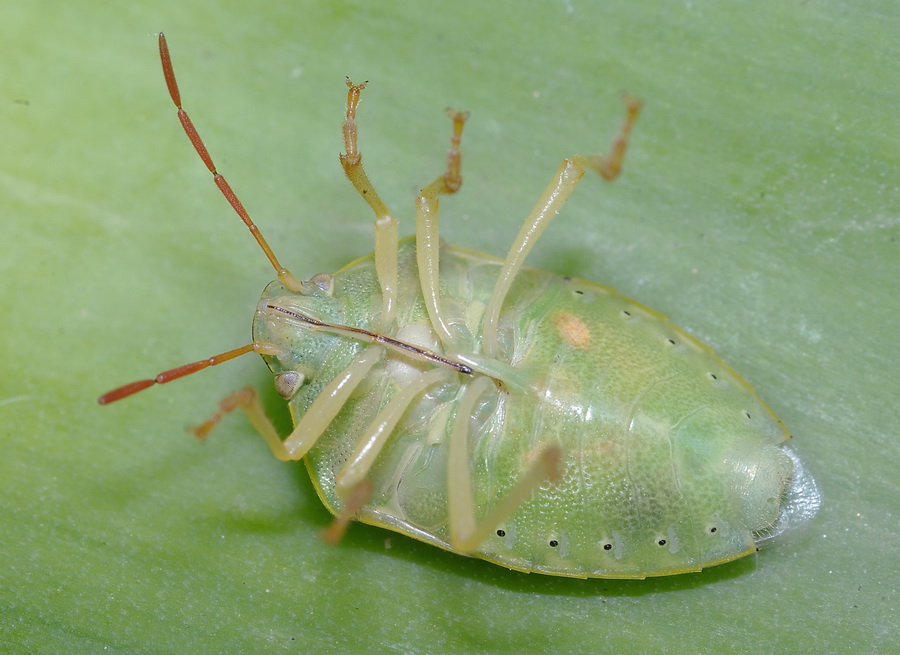 Quiz eterottologico  : Piezodorus lituratus