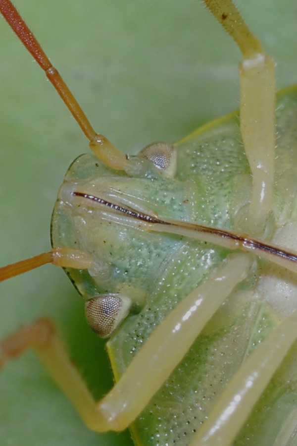Quiz eterottologico  : Piezodorus lituratus
