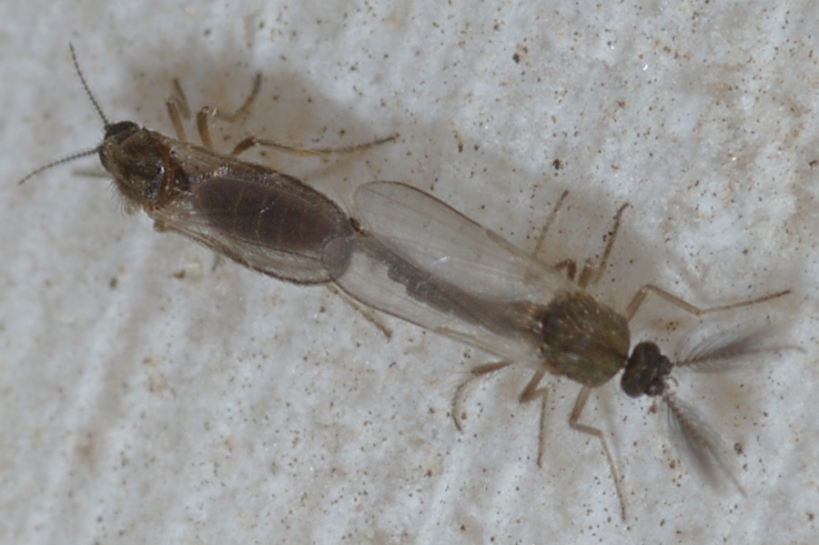 6 mm in due :-)) Ceratopogonidae in accoppiamento.