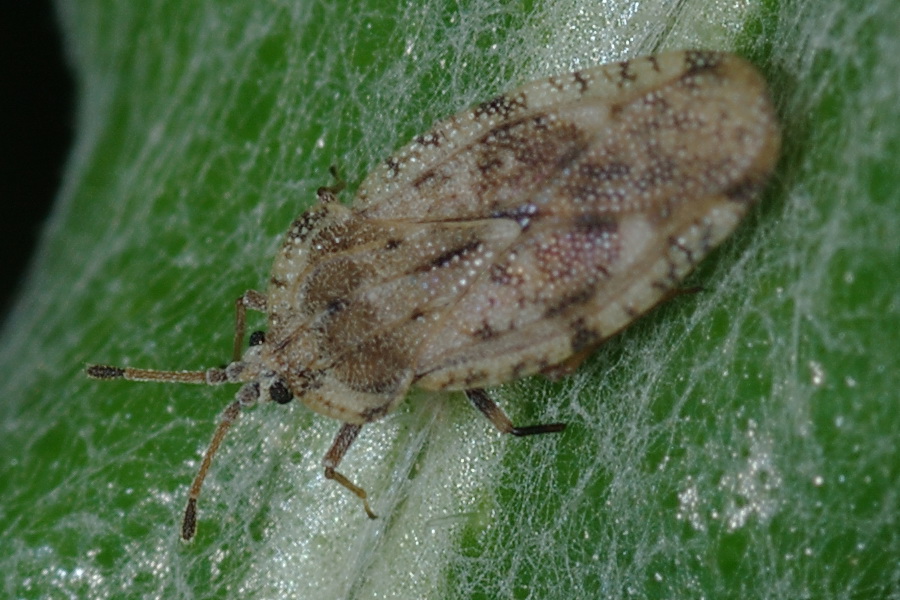 Tingidae: Tingis cardui del Trapanese