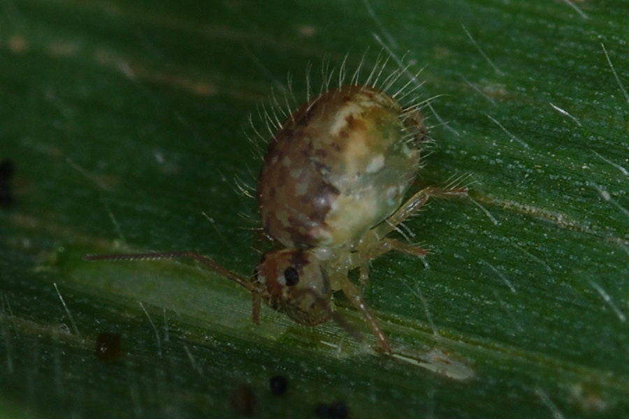 Occhi di collembolo (Sminthurus viridis) - Paceco (TR)