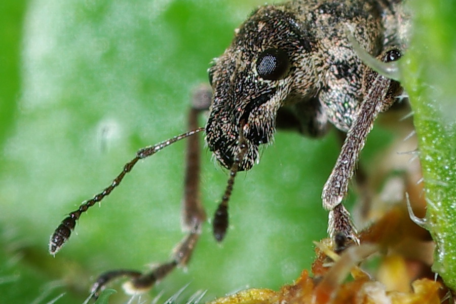 Coelositona limosus - Curculionidae
