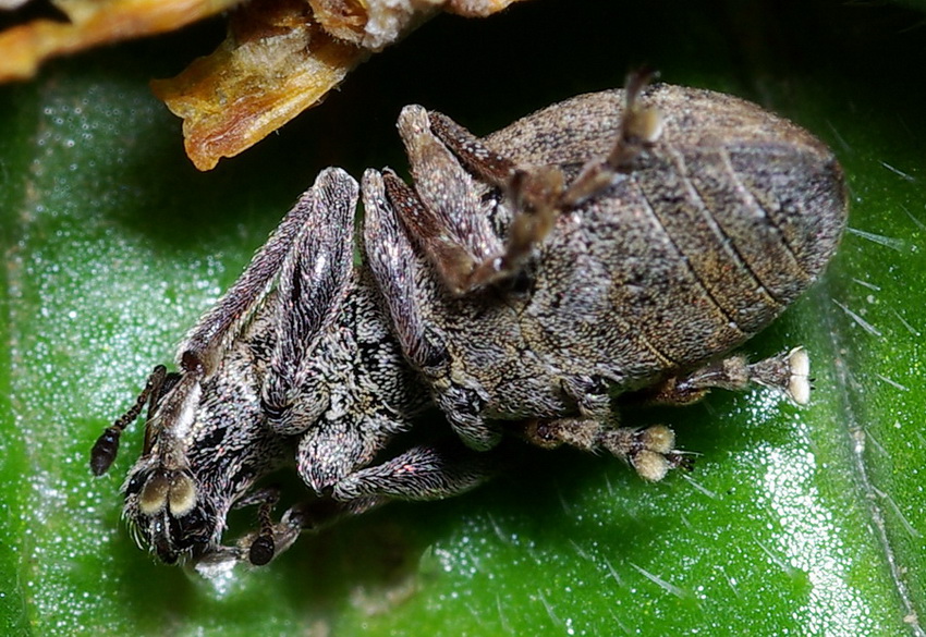 Coelositona limosus - Curculionidae
