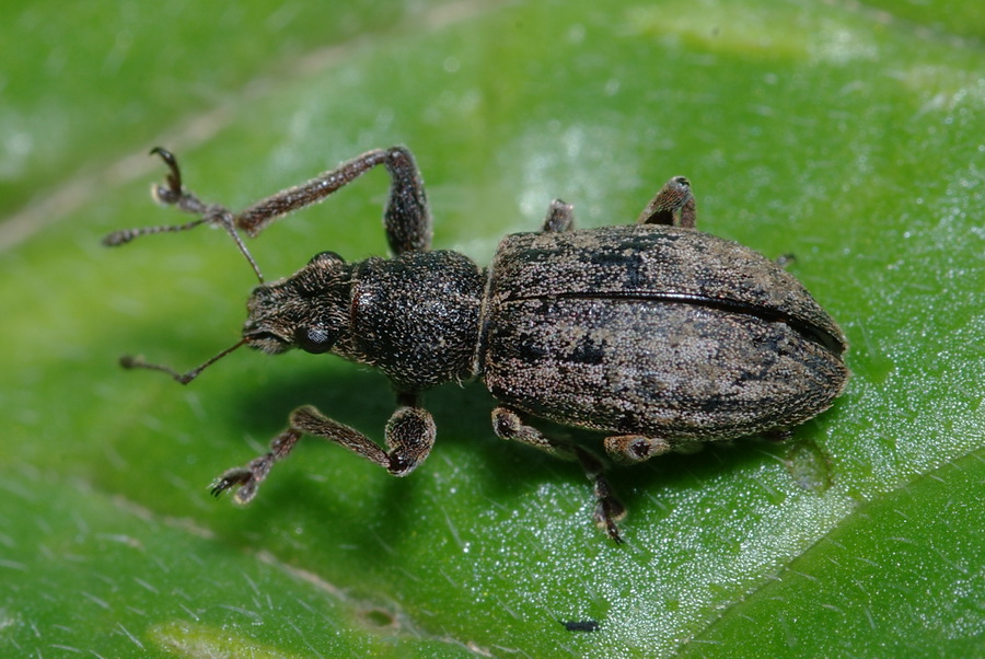 Coelositona limosus - Curculionidae