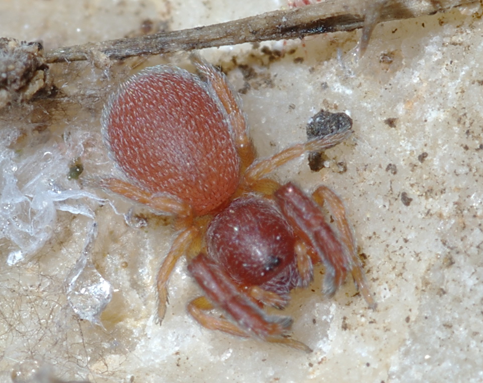 Palpimanus gibbulus