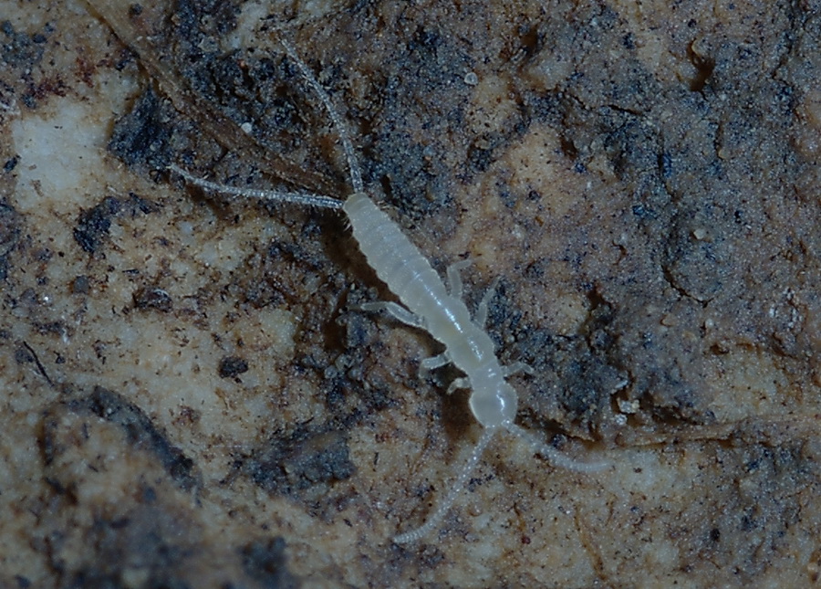 Giovani Dermatteri