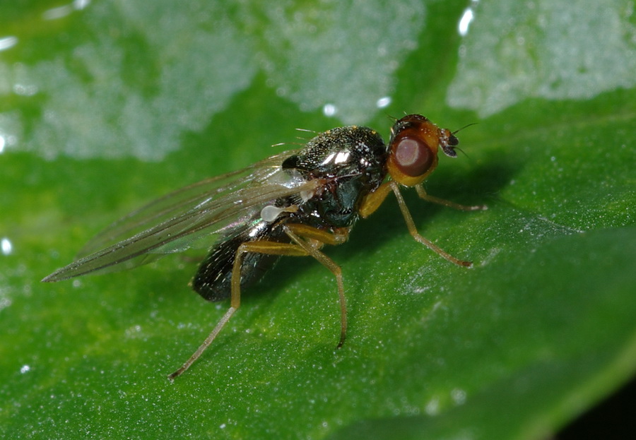 Psilidae - Chamaepsila sp. (non Piophilinae!)