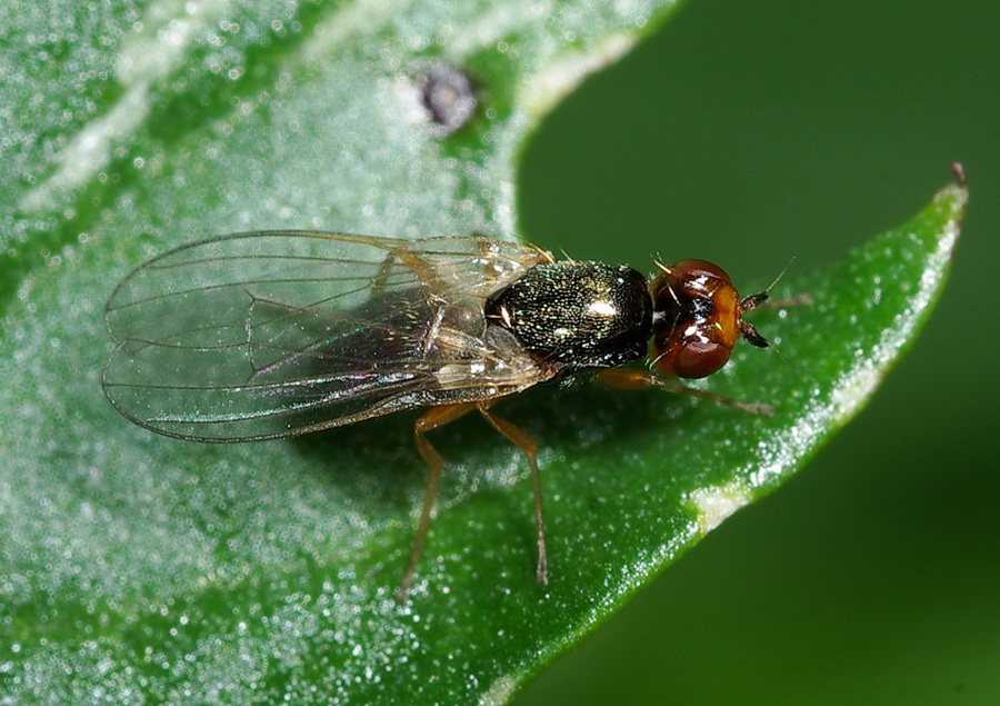 Psilidae - Chamaepsila sp. (non Piophilinae!)