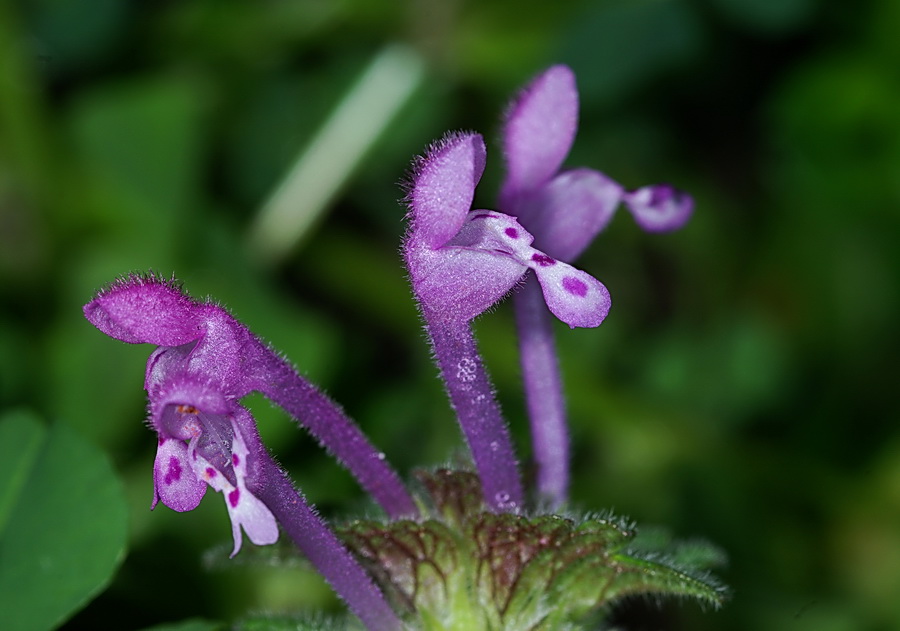 Lamium amplexicaule / Falsa-Ortica reniforme