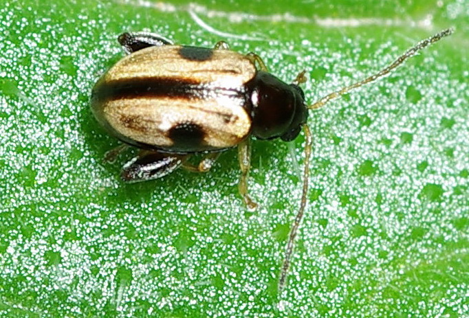 Folletto saltatori: Chrysomelidae Alticinae