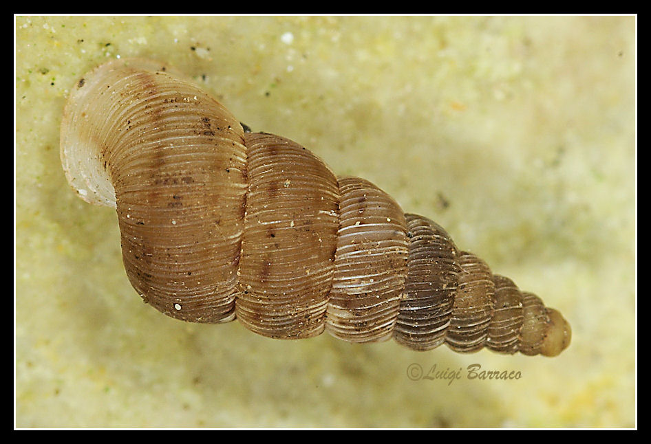 Cochlostoma a Erice