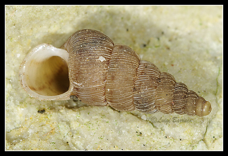 Cochlostoma a Erice