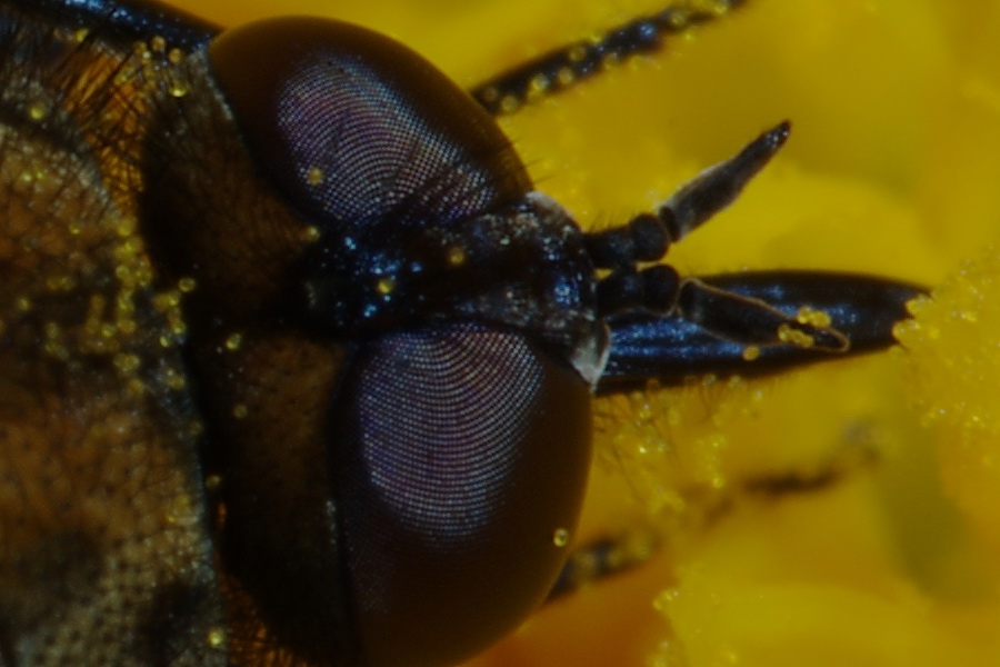 Ma che occhi grandi che hai............(due)