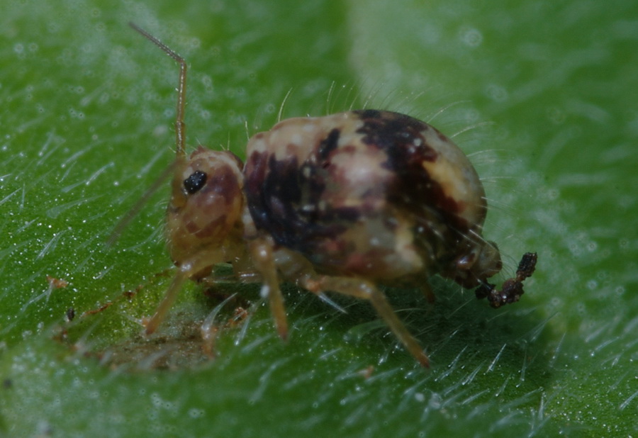 Occhi di collembolo (Sminthurus viridis) - Paceco (TR)