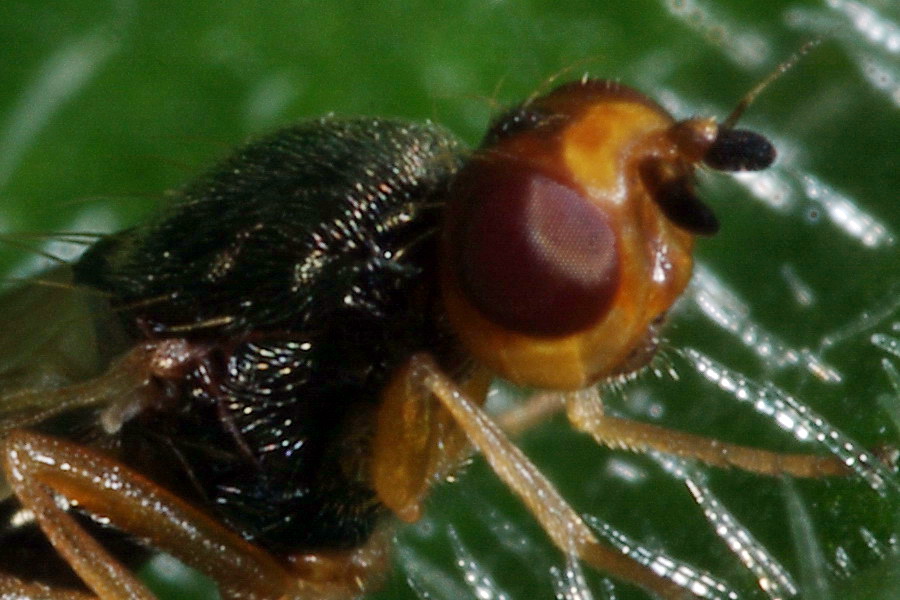 Psilidae - Chamaepsila sp. (non Piophilinae!)