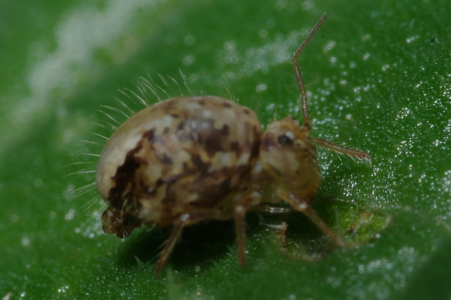 Occhi di collembolo (Sminthurus viridis) - Paceco (TR)