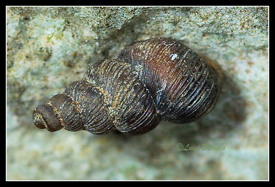 Cochlostoma ??