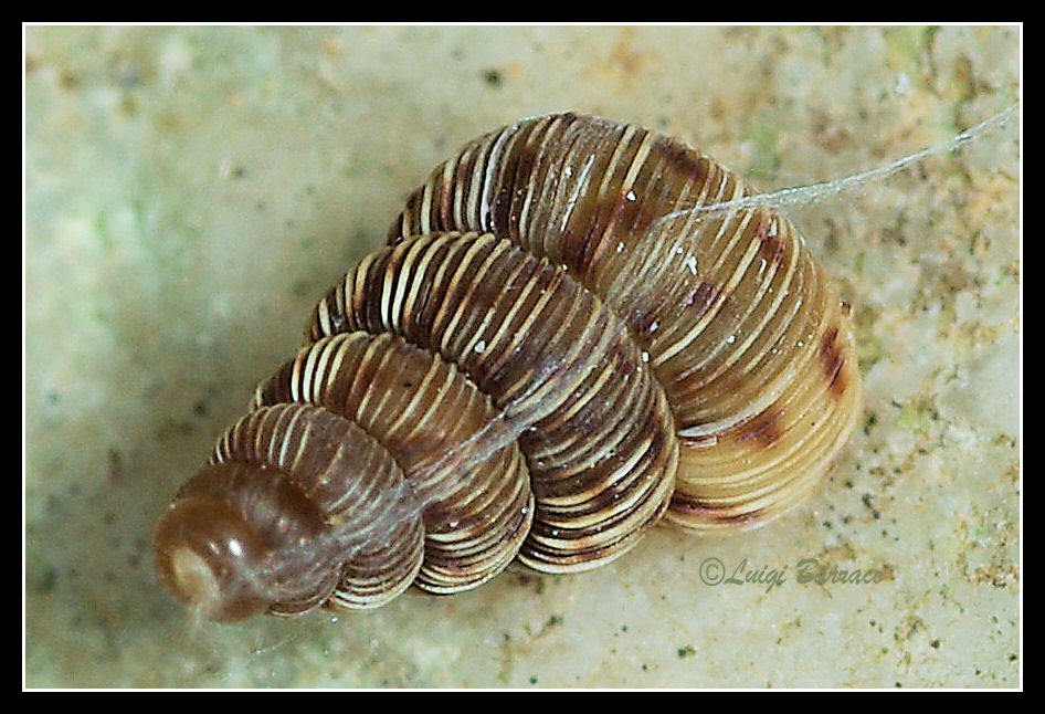 Cochlostoma ??