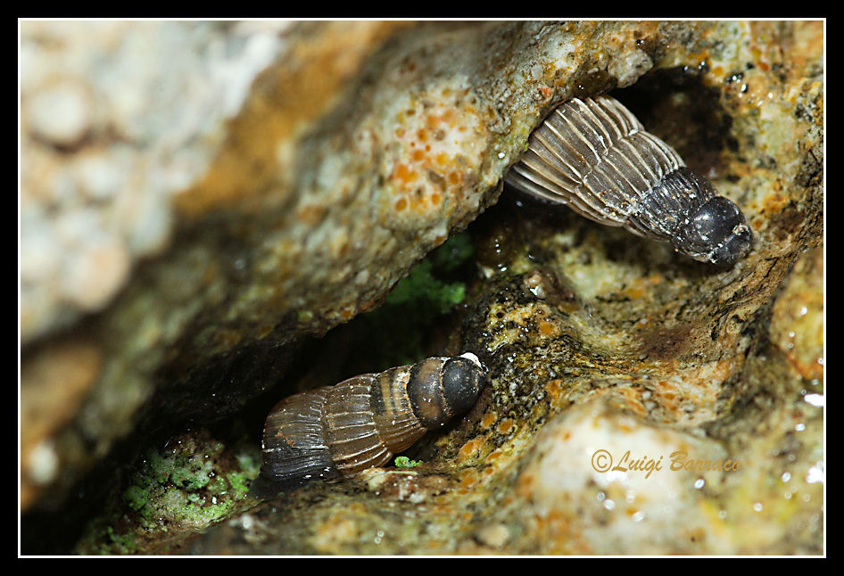 Ostello Siciliaria crassicostata