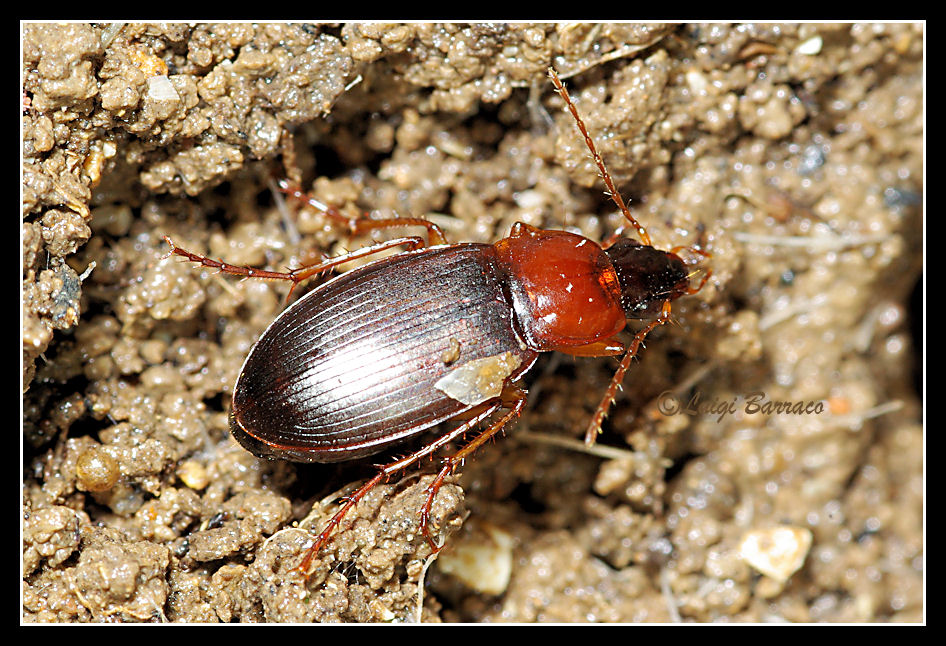 Calathus (Neocalathus) cinctus