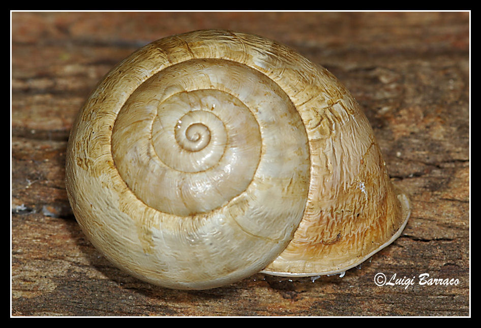 Variabilita dell''Eobania vermiculata
