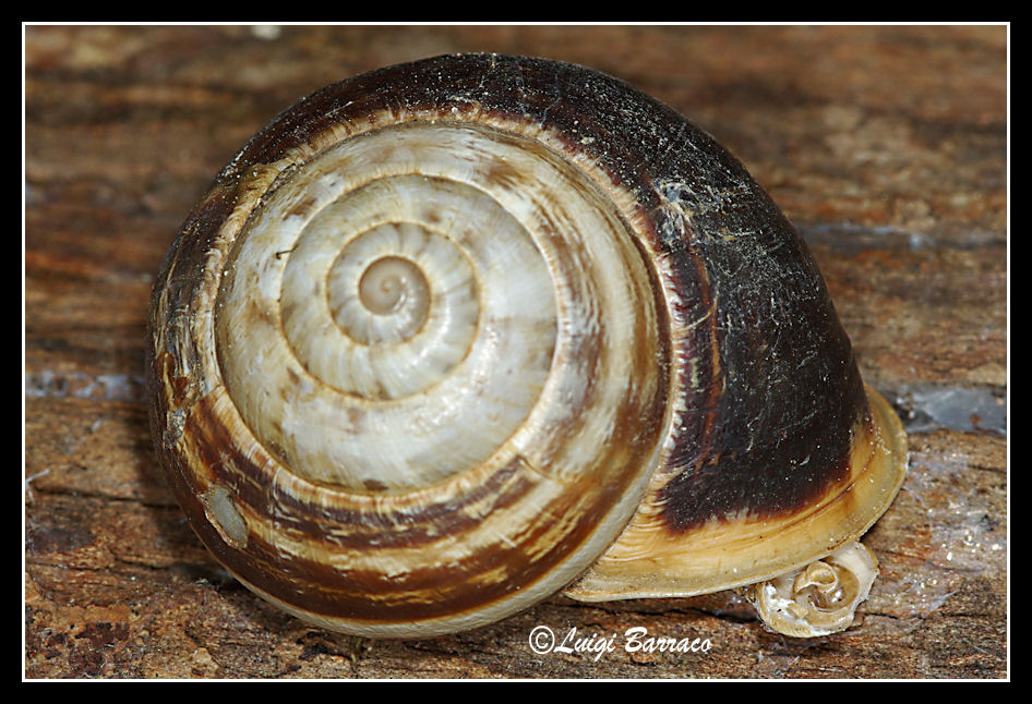 Variabilita dell''Eobania vermiculata