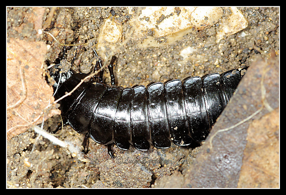 Larva di Silphidae? No, Carabus depressus