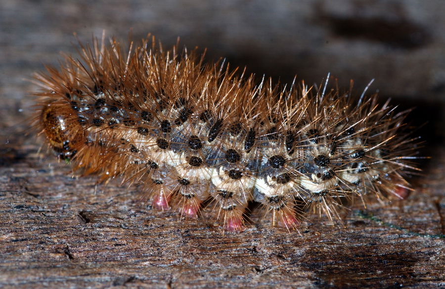 Siciliaria crassicostata nel trapanese