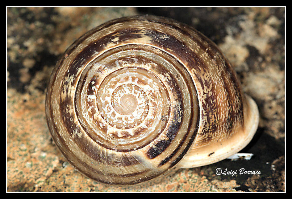 Variabilita dell''Eobania vermiculata