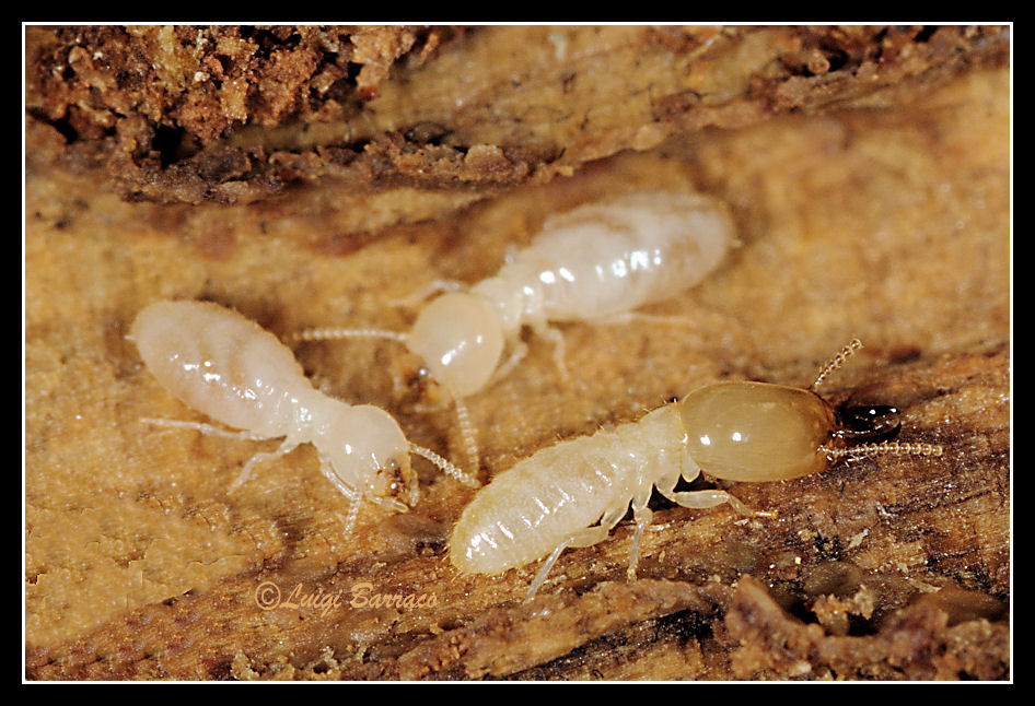 Reticulitermes lucifugus