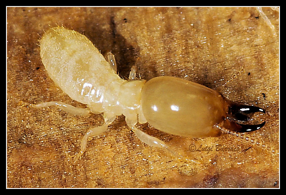 Reticulitermes lucifugus