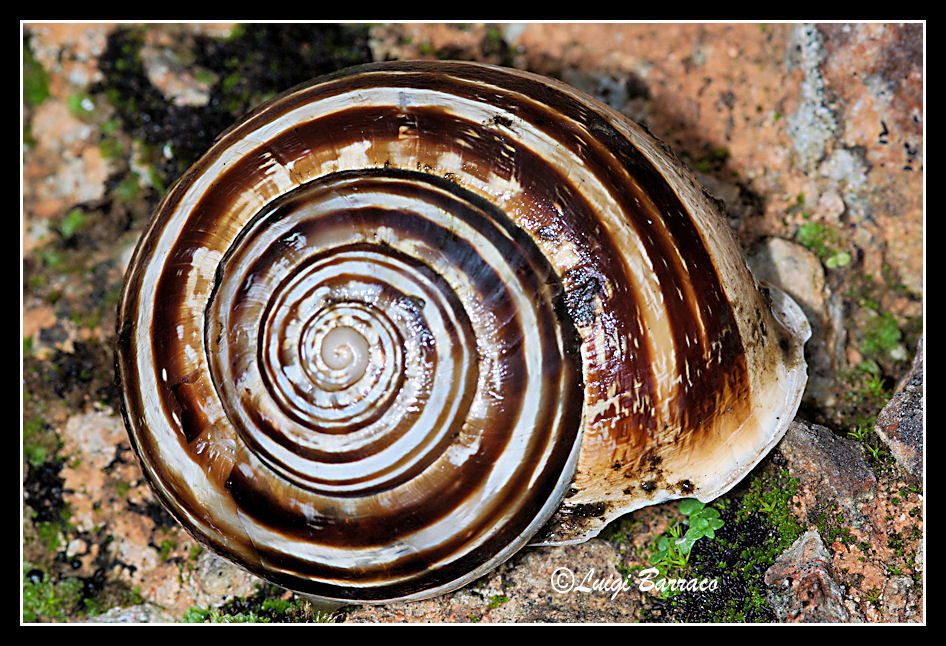 Variabilita dell''Eobania vermiculata