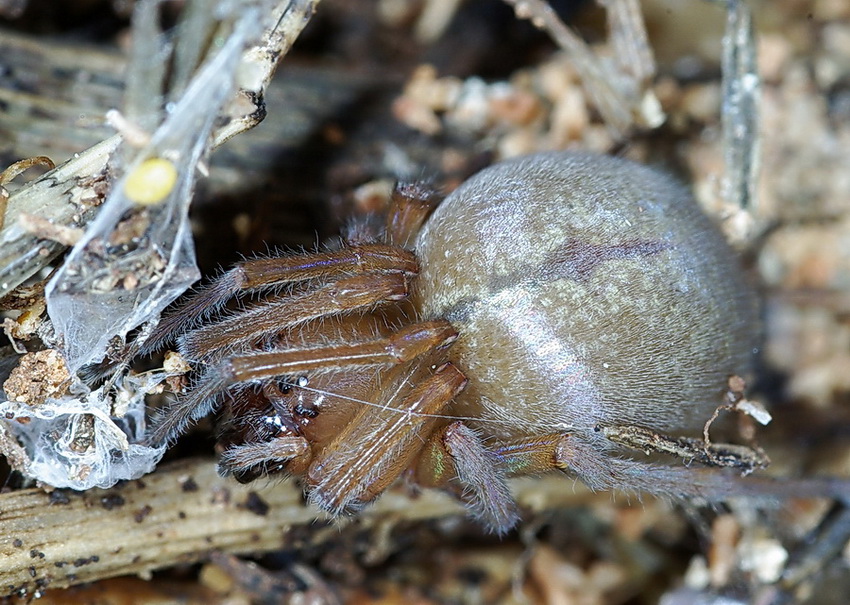 Cheiracanthium sp.