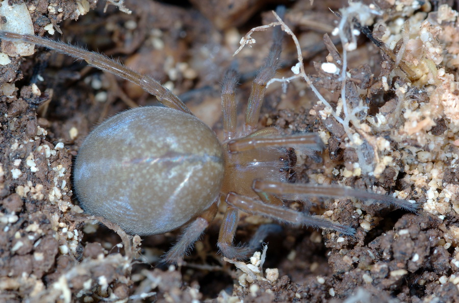 Cheiracanthium sp.