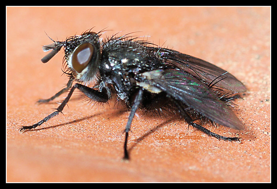 Tachinide?