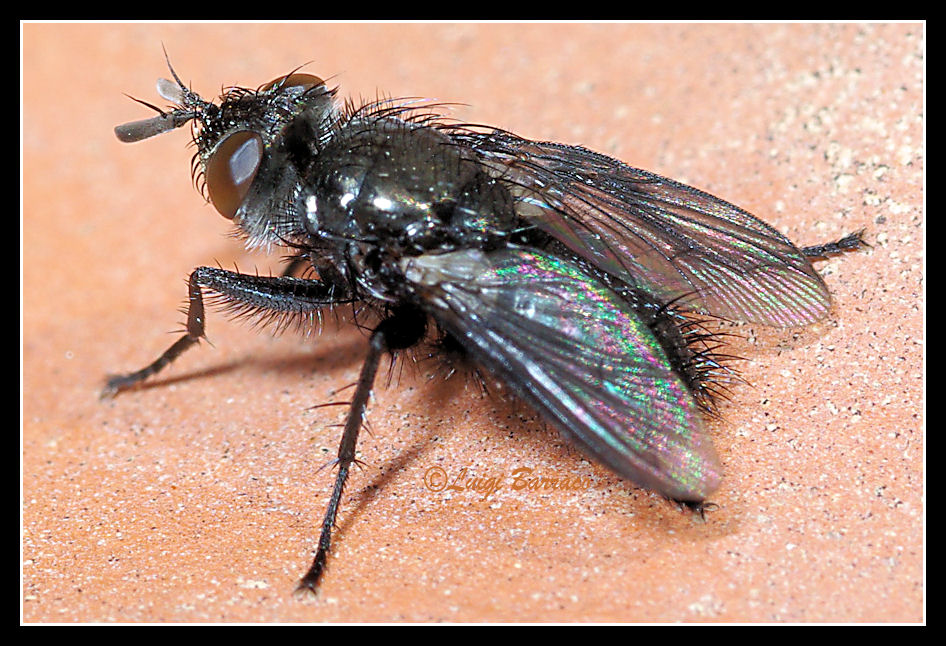 Mini tachinidae possibile Wagneria cunctans.