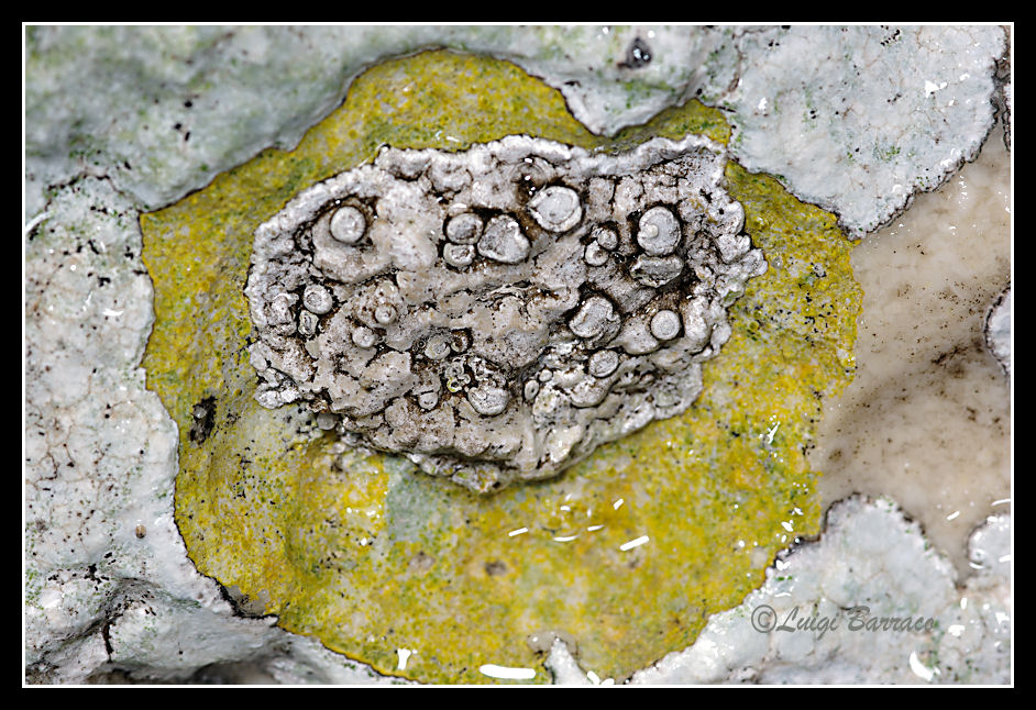 Lichene ericino - Dirina massiliensis
