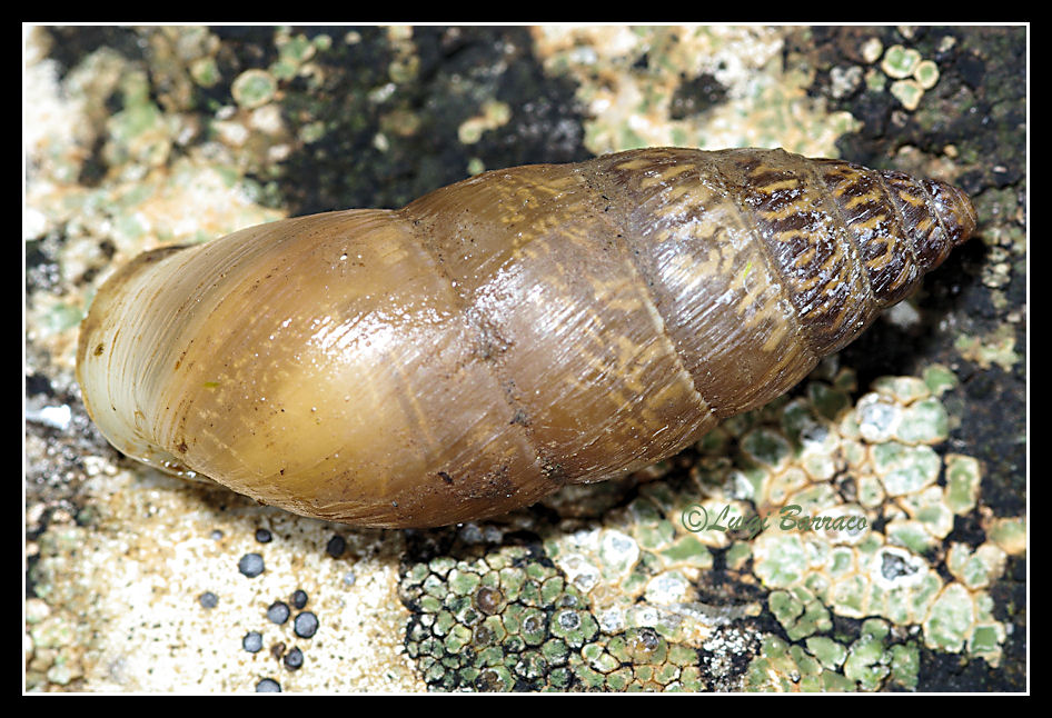 Chondrula (Mastus) pupa
