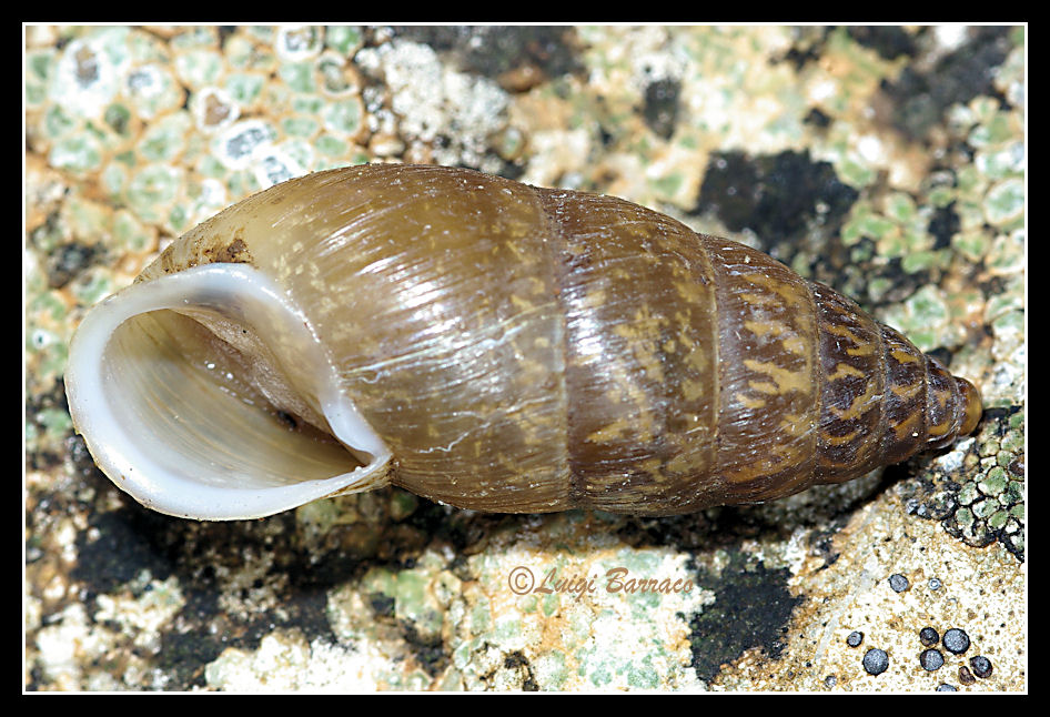 Chondrula (Mastus) pupa