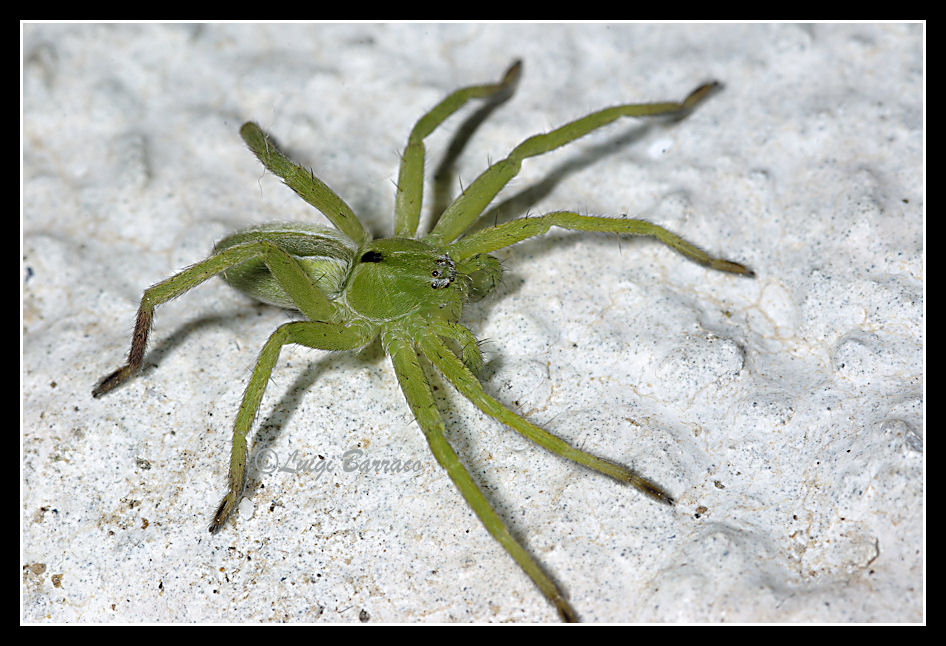 Micrommata virescens