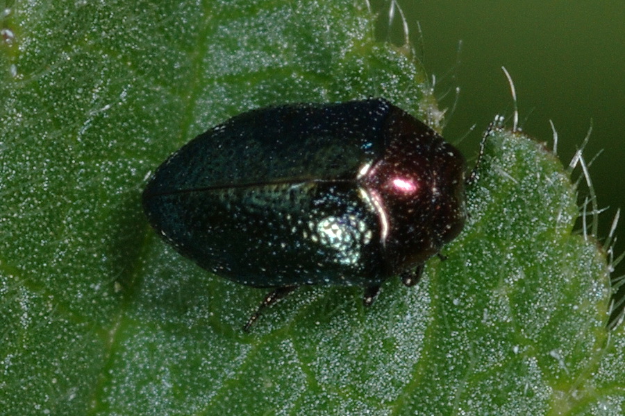 Minuscolo:Buprestidae?