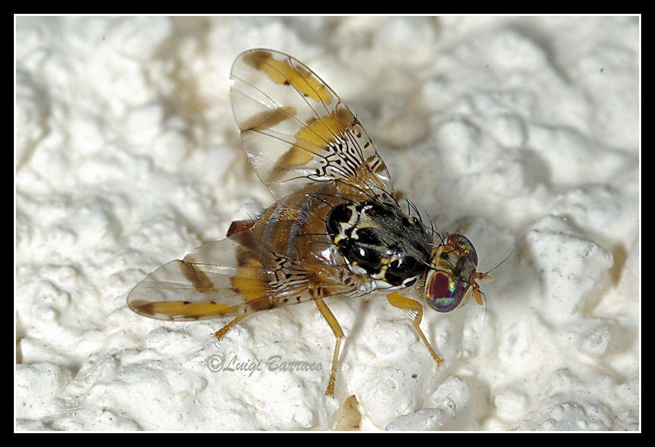 Ceratitis capitata (Wiedemann)