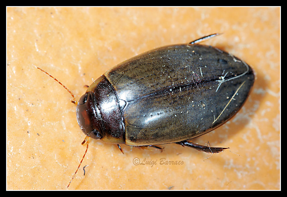 Dytiscidae: Colymbetes fuscus