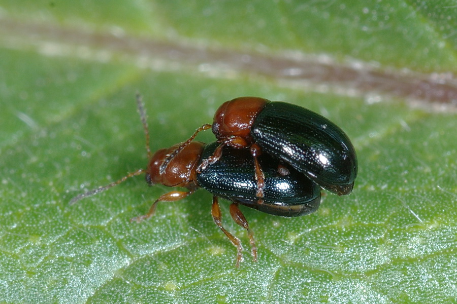 Mini Chrysomelidae: Podagrica malvae